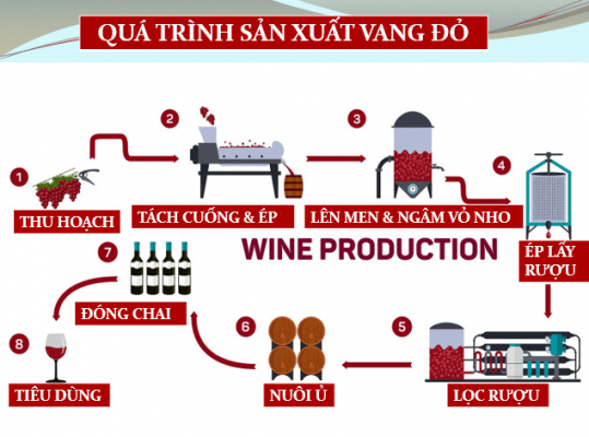 Quy trình sản xuất rượu vang đỏ